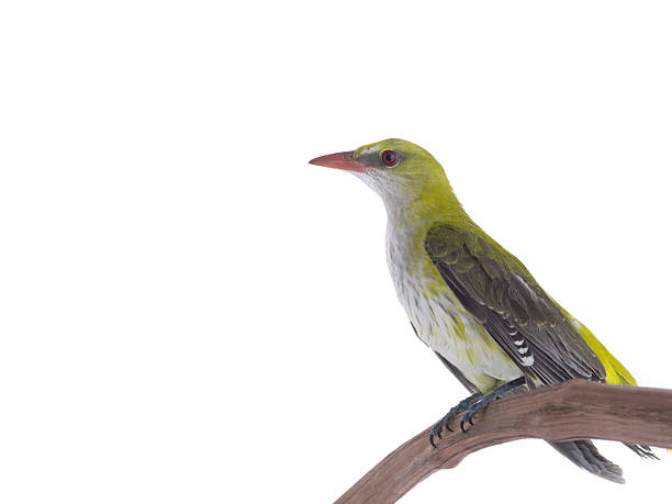 Young Eurasian Golden Oriole (Oriolus oriolus) isolated on a white background