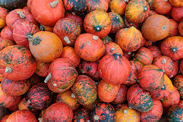istock Orange pumpkin patch decorations in the field 2243855197