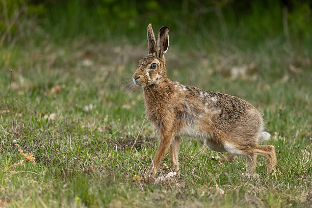 istock Beautiful European hare (Lepus europaeus) 2243856696