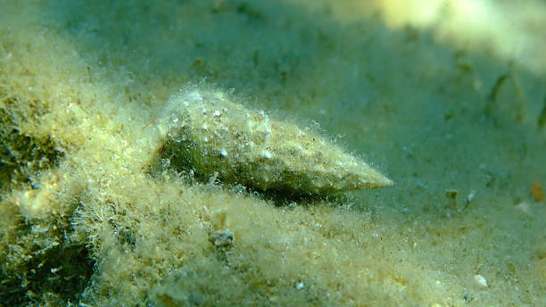 istock Common cerith or European cerith (Cerithium vulgatum) shell with a hermit crab 2243857088