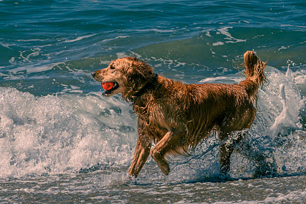 Irish setter dog, with ball in it's mouth, playing on ocean beach, with waves in background.