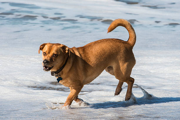 One large brown dog playing in the surf, on a Pacific Ocean beach.Taken in Santa Cruz, California, USA