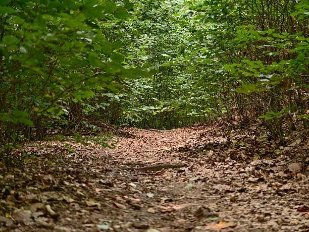 serene forest path, calm journey beneath dense canopy connecting with nature in tranquil early hours
