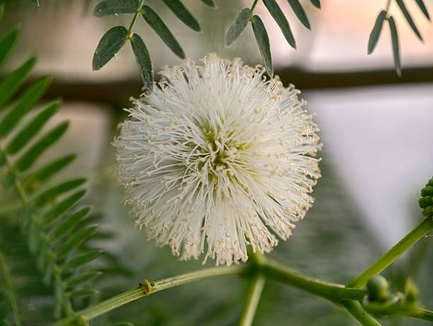 The flower of the white angico (Chloroleucon tortum) in the field on a sunny day