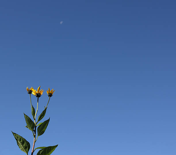 Three developing sunflowers point to the moon on an autumn morning. A community member planted these sunflowers on a green belt in Surrey,  Metro Vancouver. Copy space for your text.Plant Hardiness Zone 8b.