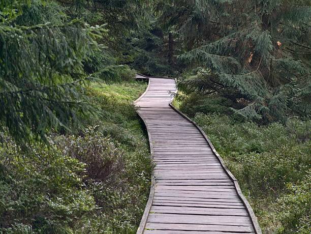 forest trail serenity, peaceful walk along mossladen wooden path winding through dense pine woods