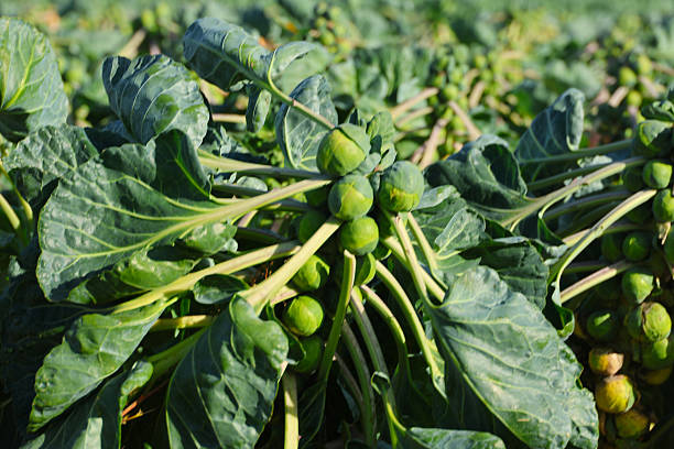 Fields filled with Brussels sprouts to be harvested on the fields in Nieuwerkerk aan den IJssel, The Netherlands