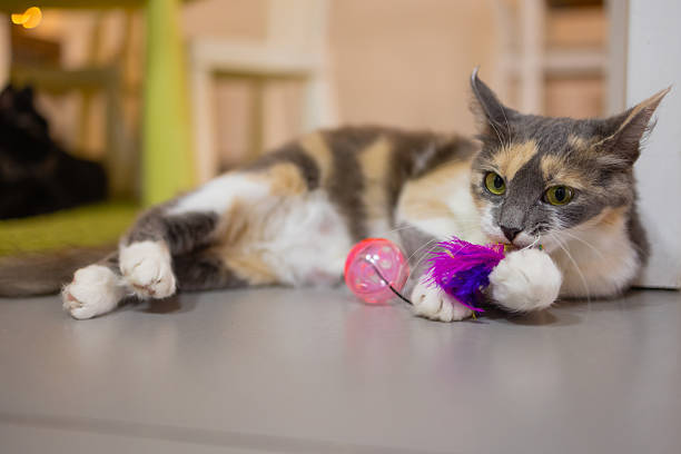 istock A small striped kitten plays with plastic balls. Interesting animals. 2243861235