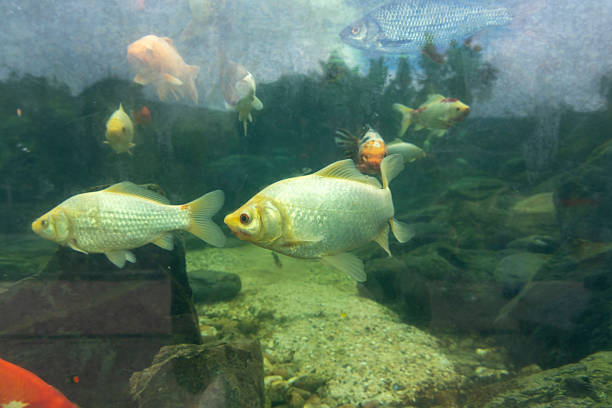 A group of fish swimming in a tank. The fish are of different colors and sizes. The tank is filled with water and rocks