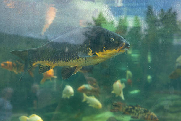 A large koi carp fish is swimming in a tank with many other fish. The tank is filled with water and the fish are swimming around in various directions. The fish are of different sizes and colors