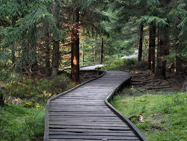 istock winding timber walkway through lush trees, serpentine wooden bridge over mosscovered forest floor 2243861904