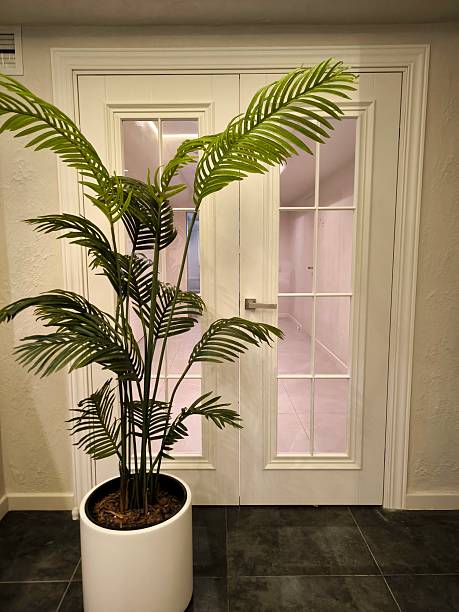 istock Artificial palm tree in a white pot in front of white double doors 2243862992