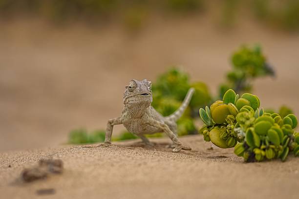 Chameleon outdoors in bright sunlight.