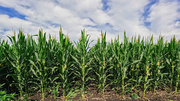 istock Healthy Green Corn Plants Set Against a Vibrant Blue Summer Sky 2243865212