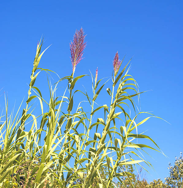 a field of reeds with a feeling of autumn.