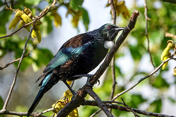 istock Tui in kowhai 2243865661