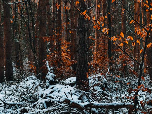 istock Winter forest with orange leaves and snow. 2243867437