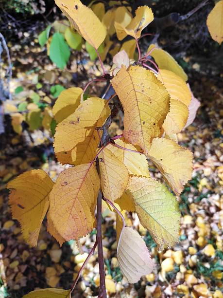 istock Beautiful Autumn Images 2243867803