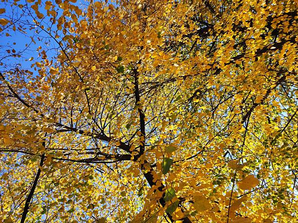 istock Beautiful Autumn Images 2243868065