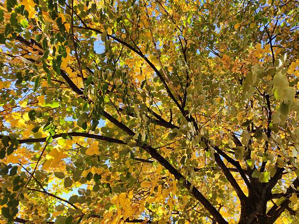 istock Beautiful Autumn Images 2243868066