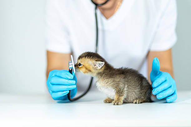 A small kitten is being examined by a veterinarian in a clean clinic. The caretaker, wearing gloves, is closely observing the kitten's response to the checkup tools.