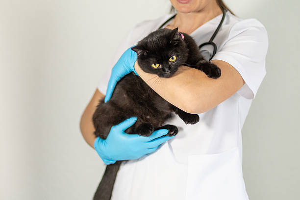 istock Veterinary professional holds a black cat during a routine health check in a clinic setting 2243869439