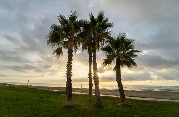 Beautiful sunrise between several palm trees, revealing the sun's rays and, in the background, the sand and the sea.