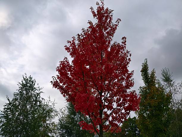 crimson canopy over green pine landscape, dramatic autumn scenery with moody cloudy sky and textured