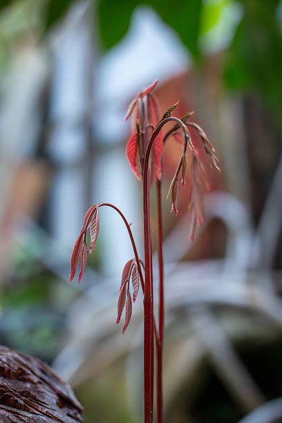 Young Rambutan Tree Shoots and Leaves in Pink Color