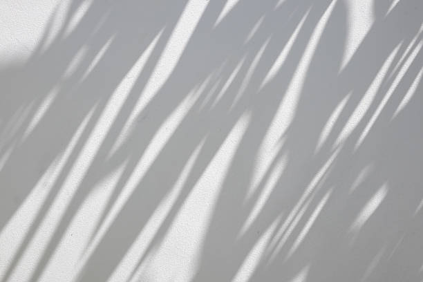 istock Abstract natural tree branch leaves shadow on white wall background 2243874352