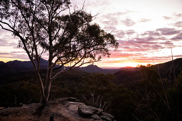 istock A vivid sunset glows in the western sky behind a dramatic escarpment, with a white gum tree silhouetted in the foreground in Warrumbungles National Park from White Gum Lookout 2243874393