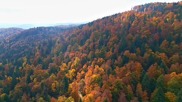 istock Autumn Forest on Mountain Ridge with Vibrant Foliage 2243874789
