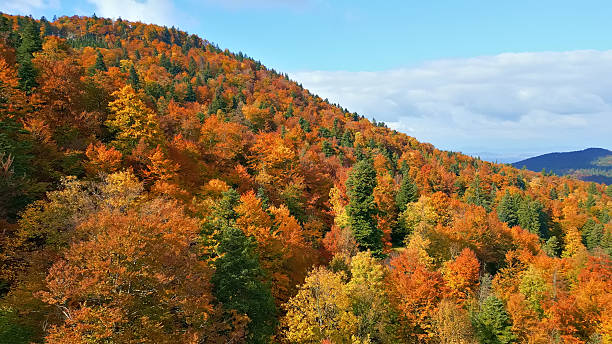 istock Scenic Serenity Autumn Foliage on Mountain Ridge 2243874799