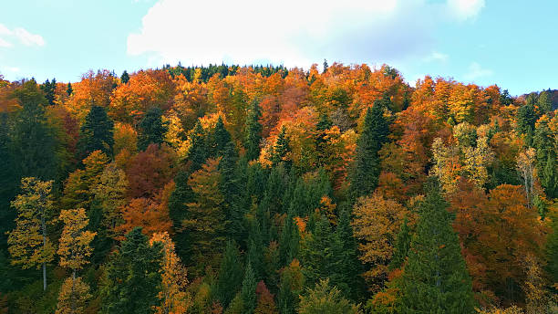 istock Autumn Forest with Vibrant Fall Colors and Clear Blue Sky 2243874814