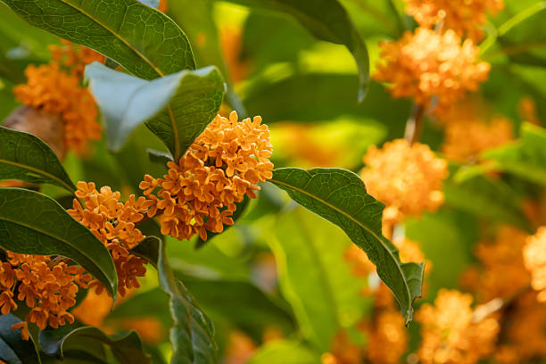 istock Close-up of Osmanthus fragrans 2243875171