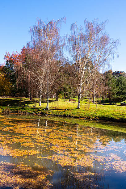 istock Beautiful Park during Autumn in Northern Nevada 2243875967