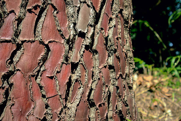 Detailed close up of tree bark with brown and reddish areas and deep cracks in sunlight in forest with blurred background of greenery and dry leaves