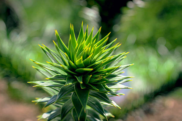 Green spiky plant with sharp leaves on soft blurred background, captured in close up. Bright natural macro shot highlighting texture and shape of the leaves