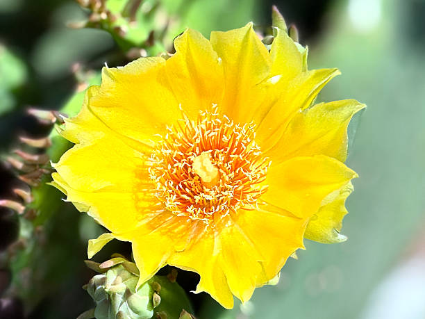 istock High angle EXCU bright yellow flower of eastern prickly pear cactus (Opuntia humifusa) in full bloom blurred background 2243879196