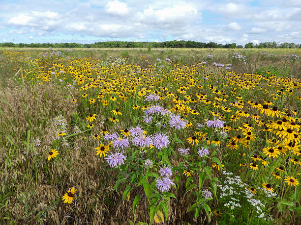 istock Native Wildflowers in a Restored Midwest Prairie Habitat under Blue Sky 2243879242