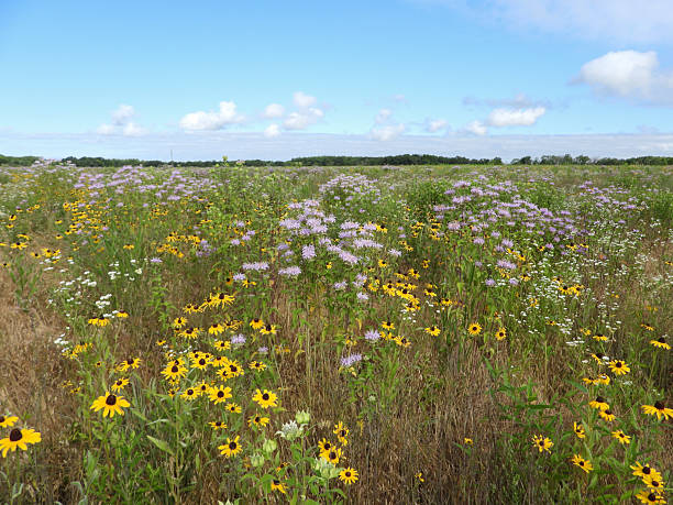 istock Native Wildflowers in a Restored Midwest Prairie Habitat under Blue Sky 2243879243