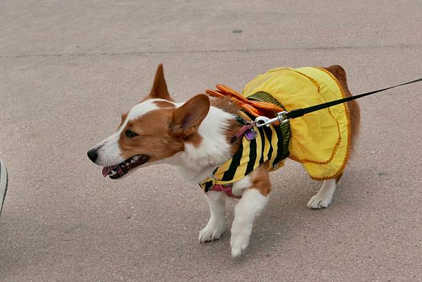 istock Corgi of Halloween 2243879284