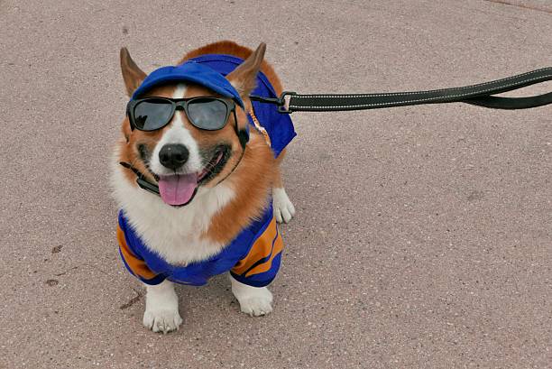istock Corgi of Halloween 2243879285