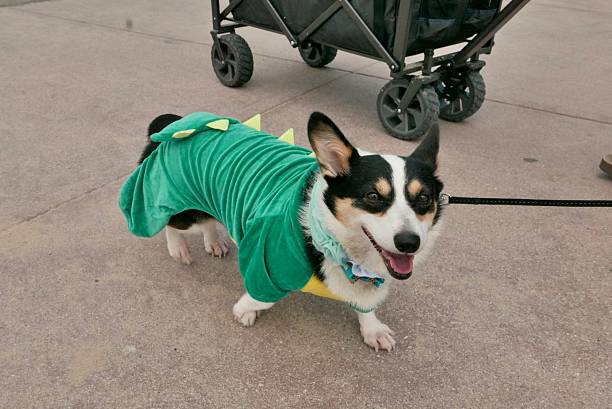istock Corgi of Halloween 2243879287