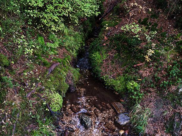 tranquil forest pathway exploration, secluded woodland trail with vibrant greens and gentle flowing