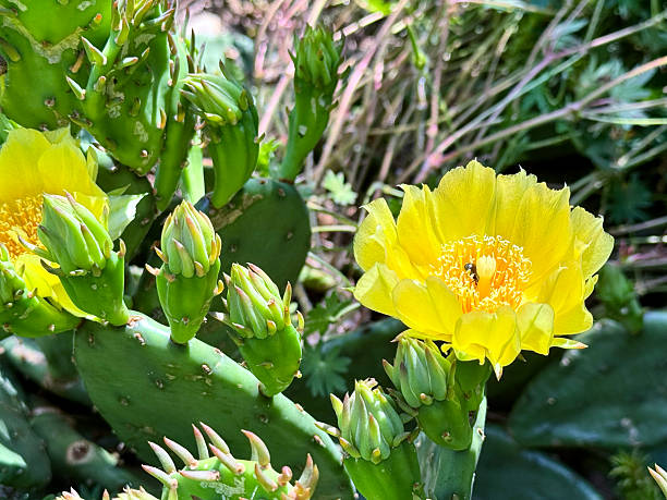 MCU high angle bright yellow flower of eastern prickly pear cactus (Opuntia humifusa)