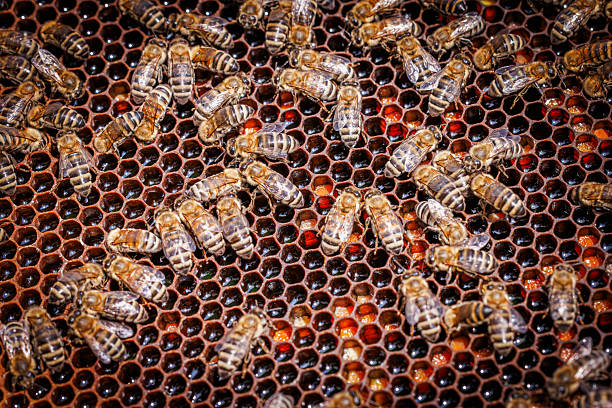 Close-up of Bees on Honeycomb in Colorado Springs, Colorado, United States