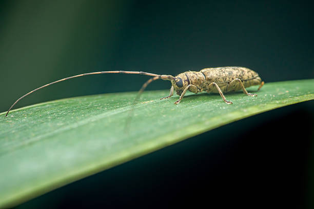 istock Longhorn beetle standing on green leaf in nature 2243881846