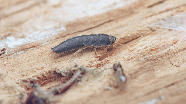 istock Silverfish insect crawling on aged wood surface 2243881851