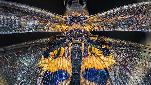 istock Dragonfly wings revealing detailed iridescent macro texture 2243881875